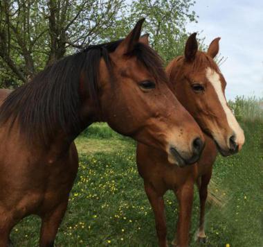 Chambres D'Hotes De Charme A La Ferme Freysz Quatzenheim Kültér fotó